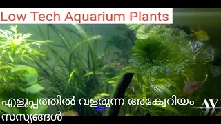 Live Aquarium Plants/Low tech plants - Malayalam