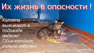 💔Котята плакали/замерзали/голодали/и заболели 😭 и ни у кого не дрогнуло сердце забрать их домой🤦‍♀️