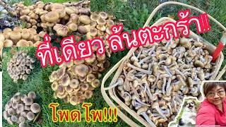 จุดเดียว ล้นตะกร้า‼️,แป๊บเดียว!เห็ดขอนสน น้ำผึ้ง,Honungsskivling,(Armillaria mellea,เห็ดสวีเดน19/920