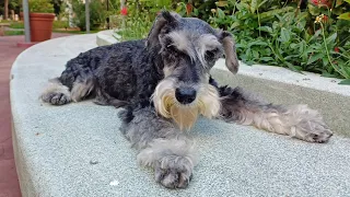 MINI SCHNAUZER at 15 yrs old