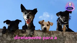 *A Vida Espiritual dos Animais