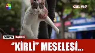 Kavgacı kedi: Kirli