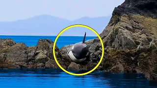 Crying Orca Stuck in Rocks. No One Helped Him, Then the Unbelievable Happened