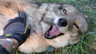 Dakota Coyote has a morning snack