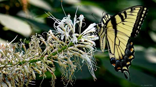 Guided Meditation: Intimacy with the Flow of Life - Tara Brach