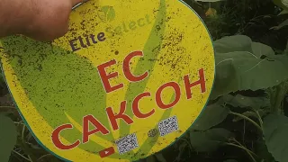 Цвітіння соняшника Саксон від компанії Еліта Селект