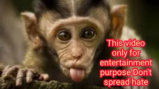 viral monkey