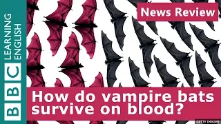 How do vampire bats survive on blood?: BBC News Review