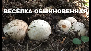 Весёлка обыкновенная/Phallus impudicus: КАК ПРИГОТОВИТЬ? Три вкусных рецепта + настойка.