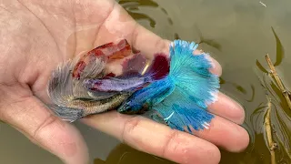 Betta Treasures: Exploring Uncharted Territories for Unique Betta Varieties