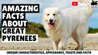 99% of Great Pyrenees Owners Don't Know This | Great Pyrenees Facts | Great Pyrenees Dog Facts