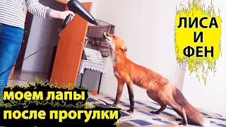 Лис Мики моет и Сушит Лапы феном после прогулки. Совсем домашний))) / MIKI THE FOX