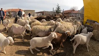 SON ALDIĞIMIZ KUZULU KOYUNLARDA YAYLIMA HAZIR ~ KURBANLIKLAR ( koyun kuzu videoları koyunculuk