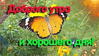 Пожелание Доброго Утра и Хорошего Дня! Музыкальная открытка