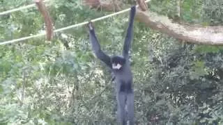 Funny and Amazing Gibbon Dance ! La drôle de danse du gibbon ! / Full HD