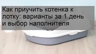 Как приучить котенка к лотку: варианты за 1 день и выбор наполнителя