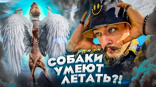 СОБАКИ УМЕЮТ ЛЕТАТЬ?! СОБАЧИЙ АТЛЕТИЗМ