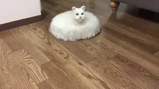 creepy roomba cat - 994651