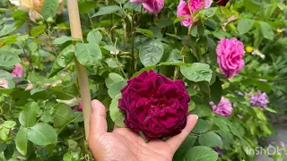 12 most fragrant David Austin rose in my collection. Due to copyright issues no audio is available