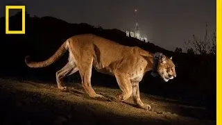 Chasing a Mountain Lion in Hollywood's Urban Jungle | National Geographic