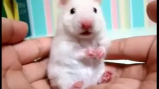 Hamster Listening To Opeth