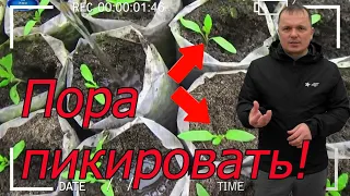 Точные сроки проведения пикировки томатов.