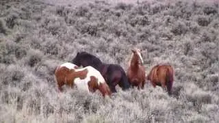 Mustang Stallions Sparring