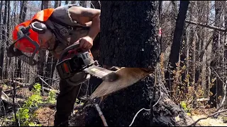 Not Recommended, Tree Cutting Techniques