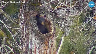 Black Bear emerging from hibernation in Glacier National Park