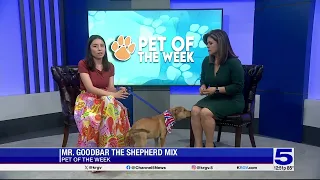 Pet of the Week: Mr. Goodbar, the Shepherd mix