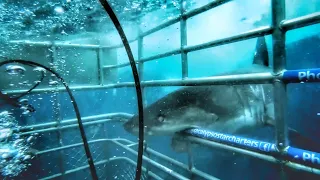 Great White Shark cage dive // Australia