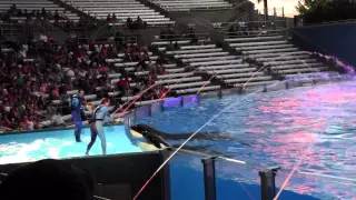 Касатки в парке SeaWorld. Орландо, США.