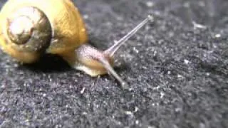 Are snails ugly?