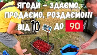 🍓Замовлення з Німеччини. ЗАРОБІТОК на вишні, полуниці, смородині, малині. Продаж ягід онлайн.