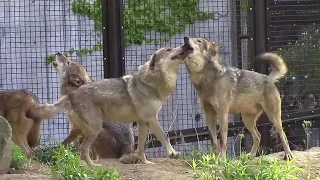 オオカミたちの遠吠え（多摩動物公園）Howling wolves
