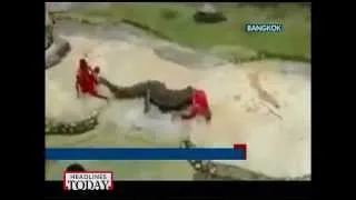 Caught on cam: Trainer's escape from crocodile's mouth!
