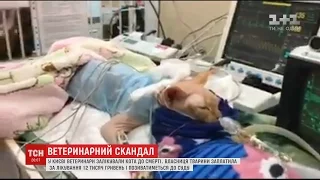 У Києві власниця кота звинувачує ветеринарів у вбивстві її улюбленця