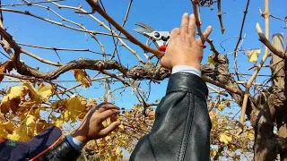طريقة تقليم أشجار العنب او كروم العنب   comment tailler la vigne بالطريقة الصحيحة
