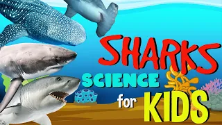 Sharks | Science for Kids