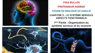 Chapitre 5 - 1ère Partie : Organisation du système nerveux et du neurone - Cours de Biologie