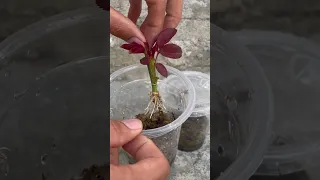 Rose cuttings in plastic cups