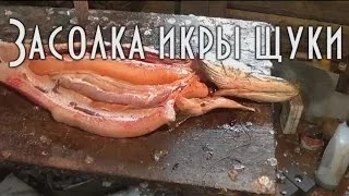 ГОРЯЧАЯ ЗАСОЛКА ИКРЫ ЩУКИ. ЛУЧШИЙ ТАЕЖНЫЙ РЕЦЕПТ. И БЕЗ ГЕЛЬМИНТОВ.