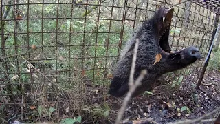 Нашел ловушку в лесу с головой кабана