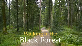 Beautiful Forest Walk in Black Forest Germany • Calming Forest Sounds • Relaxing Forest Video