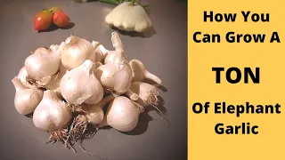 Watch this BEFORE you grow ELEPHANT GARLIC!!