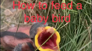 How to feed and raise a baby bird