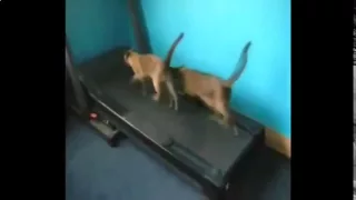 Очень смешная подборка про котов 2015   funny videos  cats