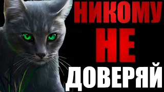 Экспресс обзор восьмого цикла | Коты-Воители