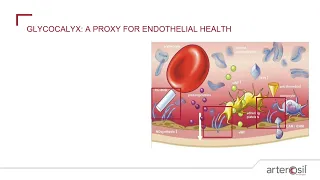 Vulnerable Plaque, Endothelial Function, and the Glycocalyx: Exciting New Interventions