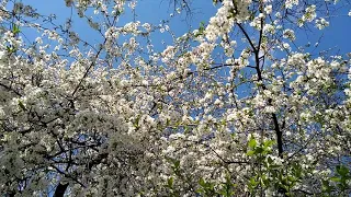 Вишни в цвету и пение птиц. Cherry blossoms and birdsong. В Житомире весна.